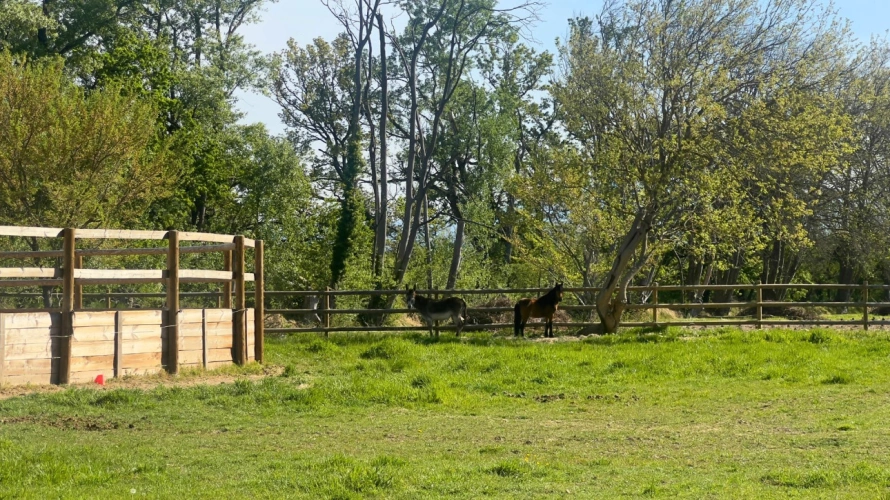 Photos 4 - Équestre - Somptueuse propriété de charme entre Luberon et Provence (84)