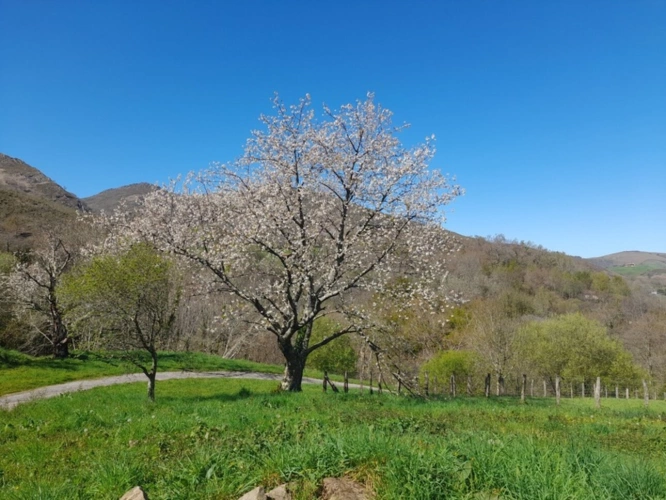 Photos 2 - Prestige - Propriete à vendre 7 pièces SARE (64)