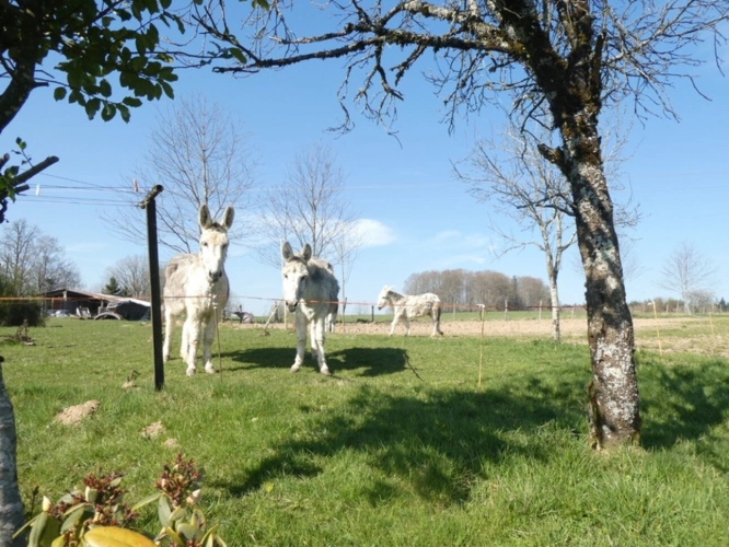 Photos 2 - Touristique - PLOMBIERES LES BAINS (88) Coprs de ferme de 300m² + Gîte de 120m²  activité de chambres d'hôtes terrain 2 hectares