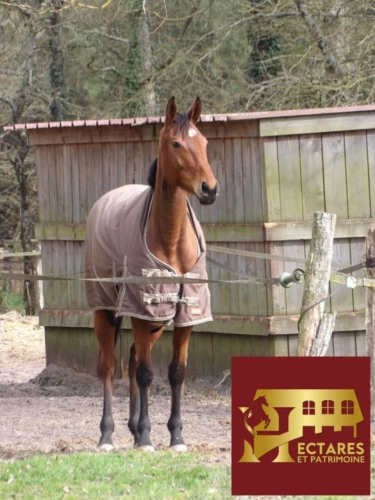 Photos 5 - Equestrian - Authentique maison landaise