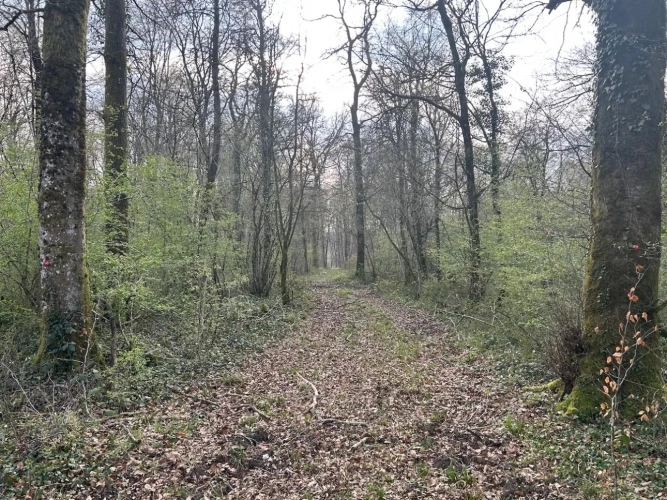 Photos 1 - Forestière - FORÊT DE PRODUCTION FEUILLUE A TRES BON POTENTIEL