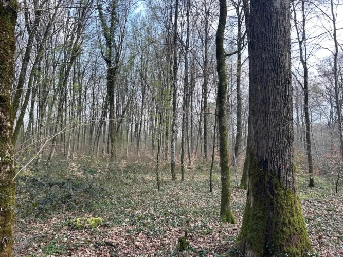 Photos 2 - Forestière - FORÊT DE PRODUCTION FEUILLUE A TRES BON POTENTIEL