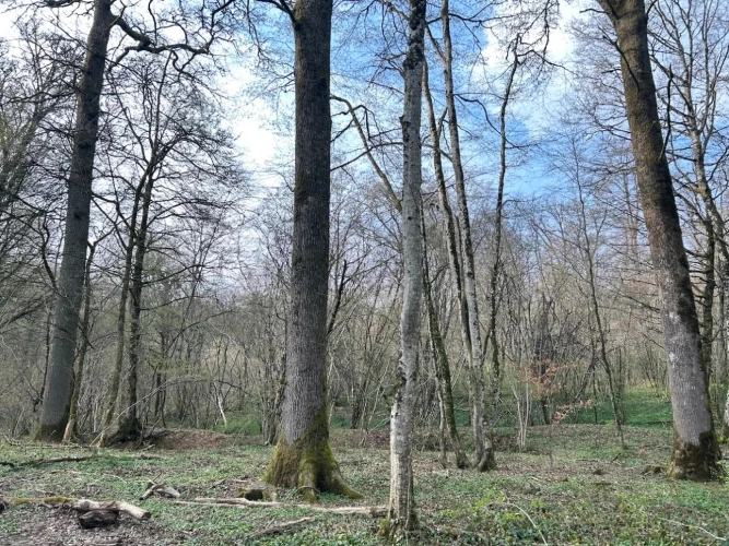 Photos 3 - Forestière - FORÊT DE PRODUCTION FEUILLUE A TRES BON POTENTIEL