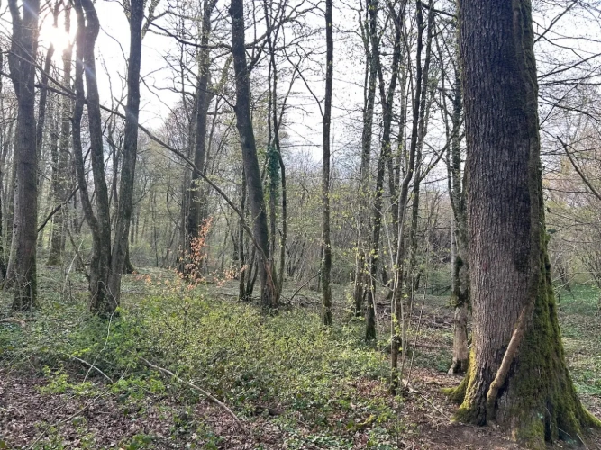 Photos 4 - Forestière - FORÊT DE PRODUCTION FEUILLUE A TRES BON POTENTIEL