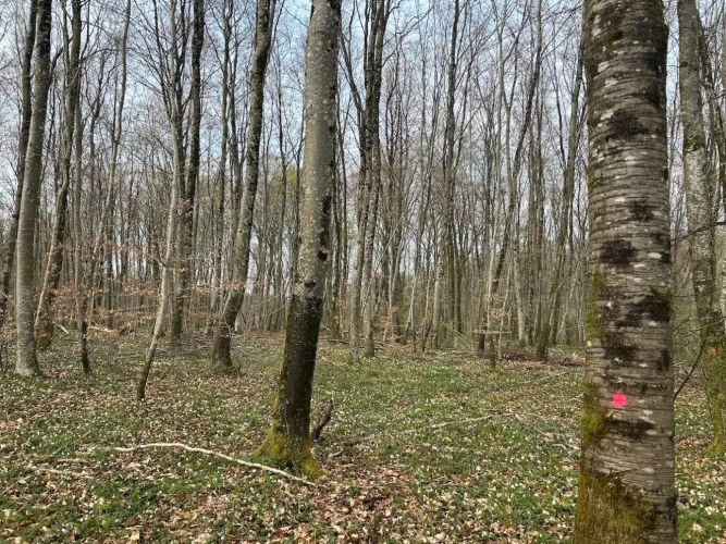 Photos 5 - Forestière - FORÊT DE PRODUCTION FEUILLUE A TRES BON POTENTIEL