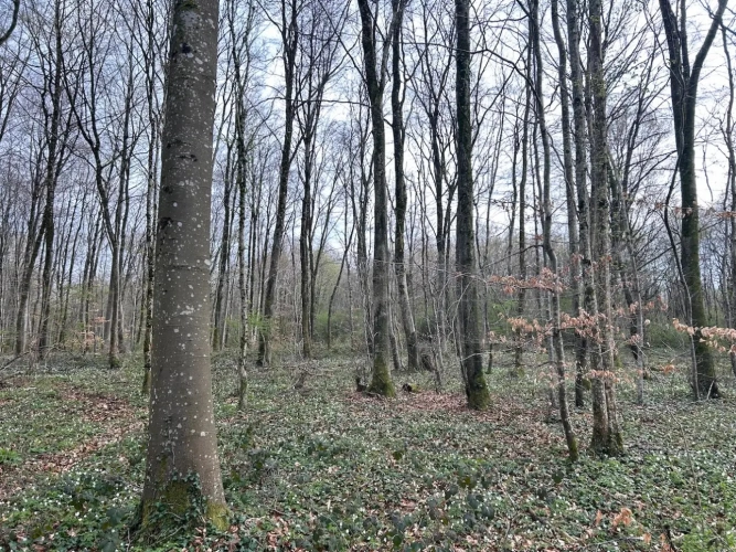 Photos 6 - Forestière - FORÊT DE PRODUCTION FEUILLUE A TRES BON POTENTIEL