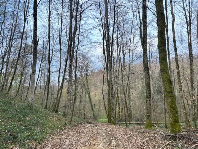 Photos 7 - Forestière - FORÊT DE PRODUCTION FEUILLUE A TRES BON POTENTIEL