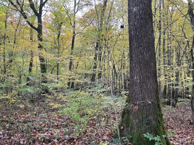 Photos 1 - Forestière - BELLE FORÊT DE PRODUCTION DE CHÊNE