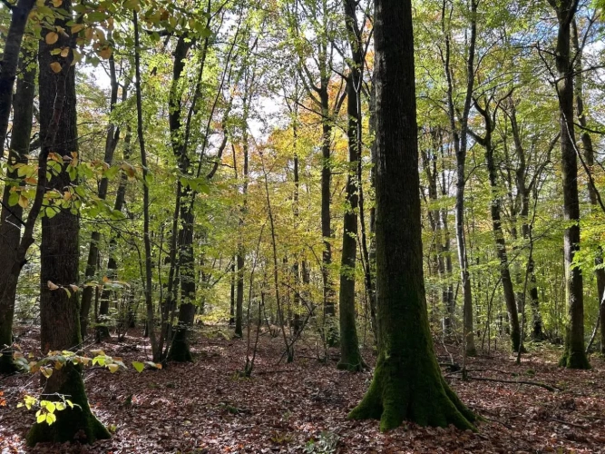 Photos 2 - Forestière - BELLE FORÊT DE PRODUCTION DE CHÊNE