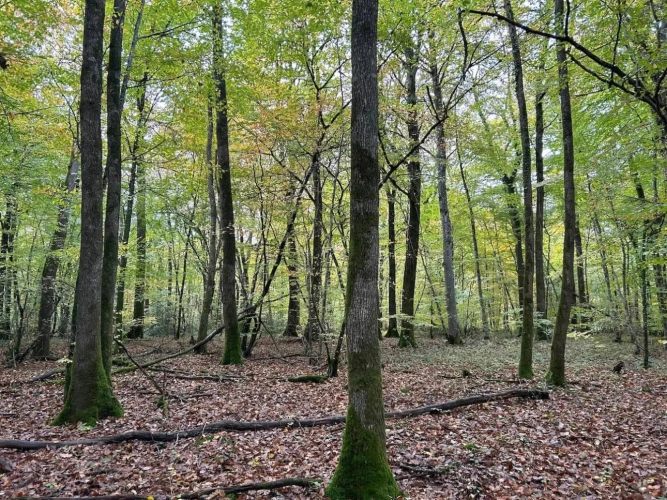 Photos 3 - Forestière - BELLE FORÊT DE PRODUCTION DE CHÊNE