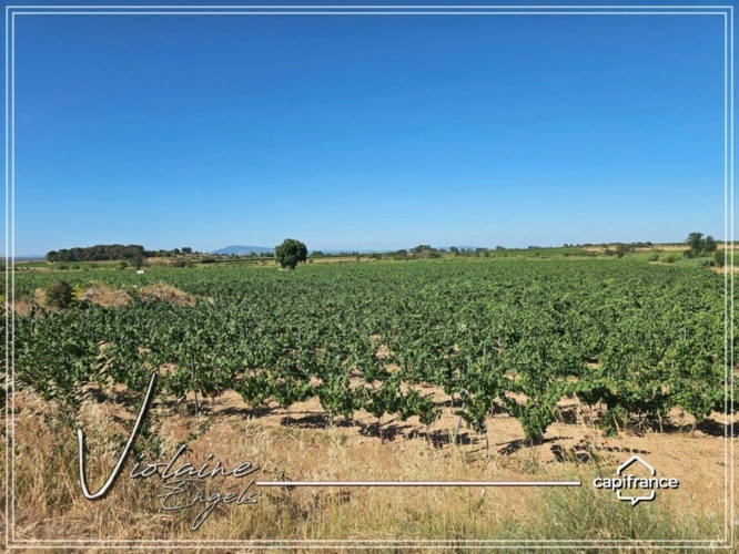 Photos 6 - Viticole - Domaine viticole de prestige – Minervois – 63 hectares – opportunité rare