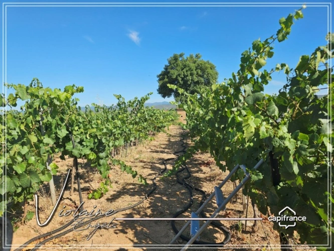 Photos 7 - Viticole - Domaine viticole de prestige – Minervois – 63 hectares – opportunité rare