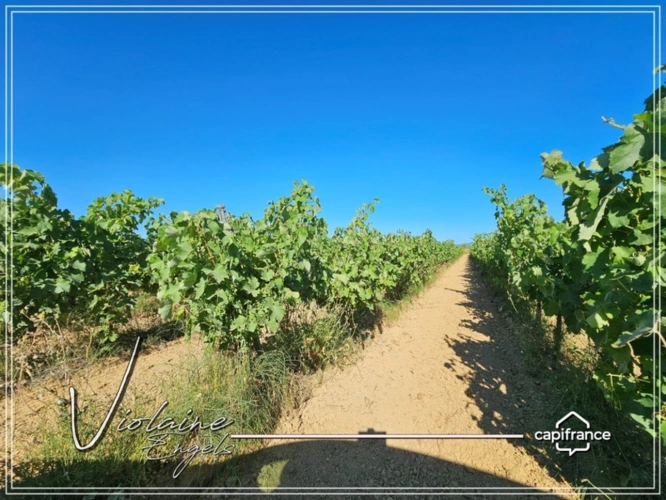 Photos 10 - Viticole - Domaine viticole de prestige – Minervois – 63 hectares – opportunité rare