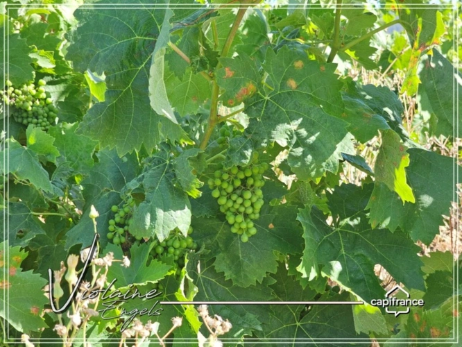 Photos 12 - Viticole - Domaine viticole de prestige – Minervois – 63 hectares – opportunité rare