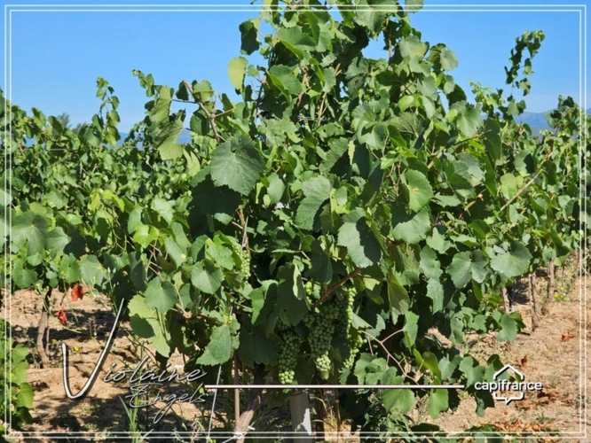 Photos 15 - Viticole - Domaine viticole de prestige – Minervois – 63 hectares – opportunité rare