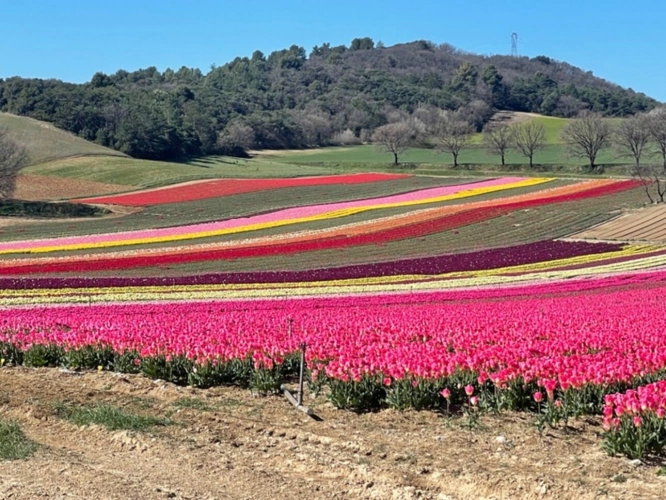 Photos 5 - Prestige - Maison de Maître 10 pièces sur 3 hectares proche Manosque , entre campagne et champs de lavandes
