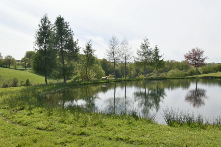 Photos 14 - Forestière - Deux Etangs à GER 50850