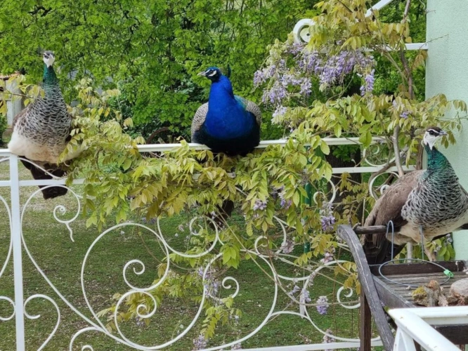 Photos 4 - Touristique - Domaine gîte et insolites