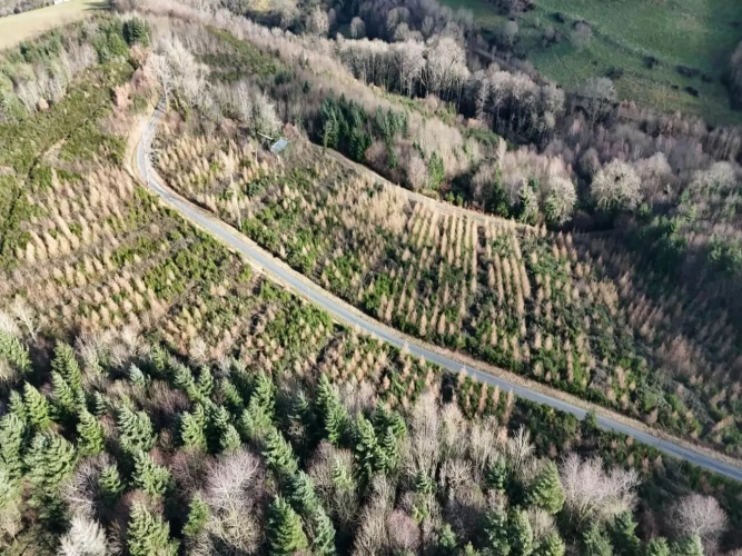 Photos 2 - Forestière - Forêt de production résineuse