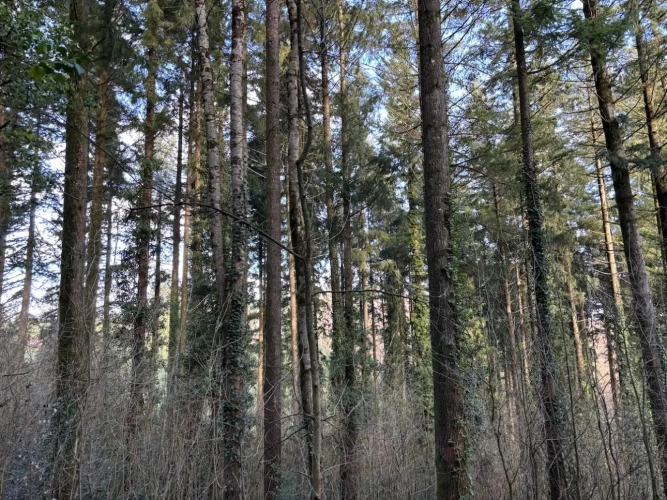 Photos 3 - Forestière - Forêt de production résineuse