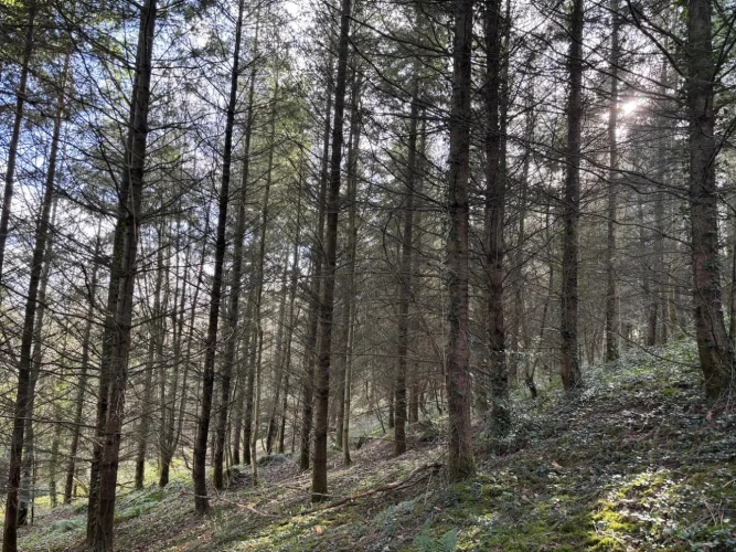 Photos 4 - Forestière - Forêt de production résineuse