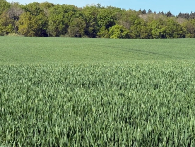Photos 7 - Agricole - Exploitation céréalière de 546 ha à vendre Allier