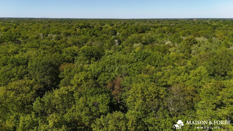 Photos 4 - Forestière - FORÊT de 38 ha