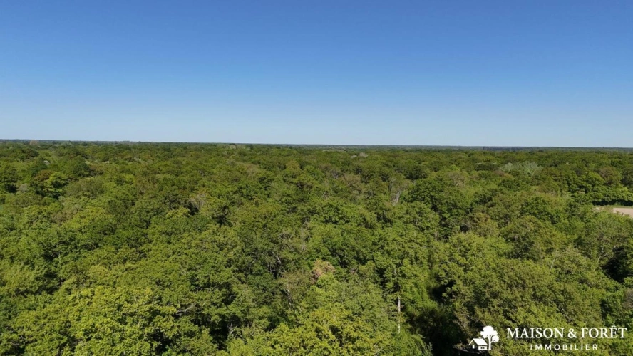 Photos 1 - Forestière - FORÊT de 38 ha