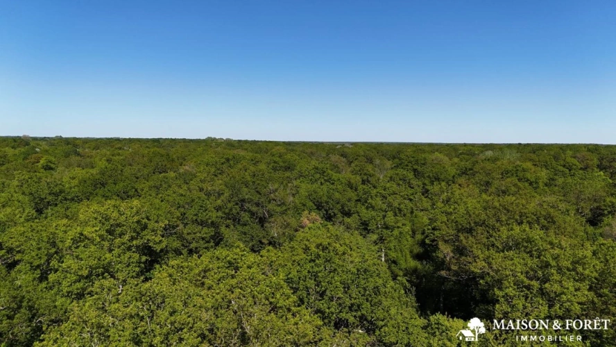 Photos 2 - Forestière - FORÊT de 38 ha