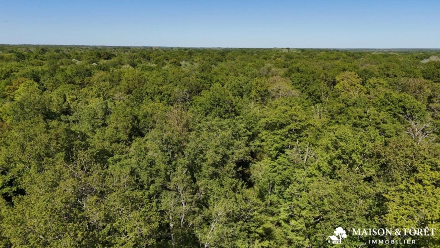 Photos 3 - Forestière - FORÊT de 38 ha
