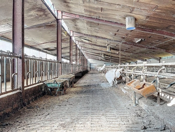 Photos 10 - Agricole - Bovine