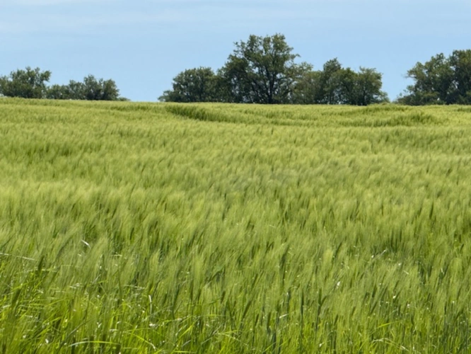 Photos 1 - Agricole - Exploitation en majorité céréale de 100 ha dans l’Indre