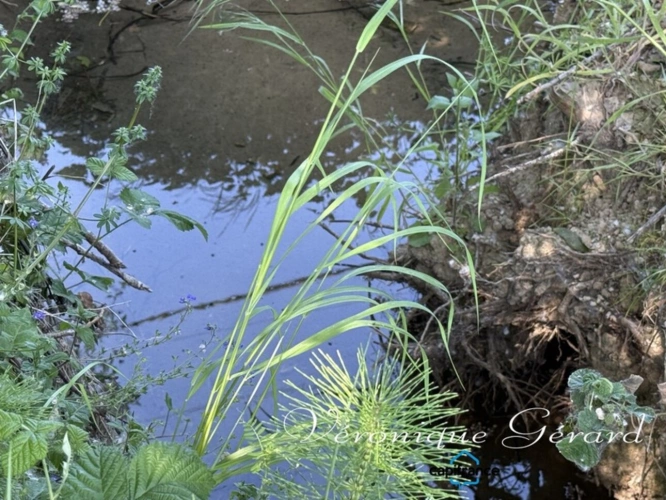 Photos 44 - Équestre - Ancien corps de ferme en pierre du XVIIIe siècle à LAUZUN