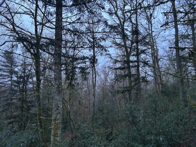 Photos 1 - Forestière - 82ha de forêt mixte à valoriser