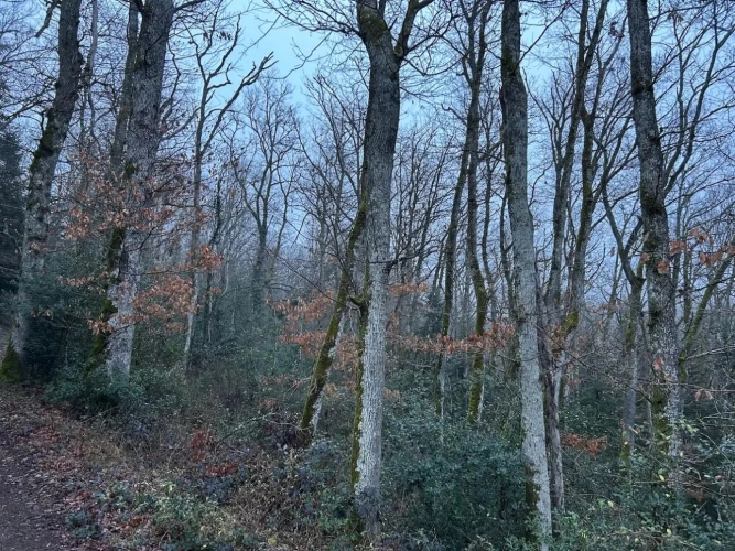 Photos 2 - Forestière - 82ha de forêt mixte à valoriser