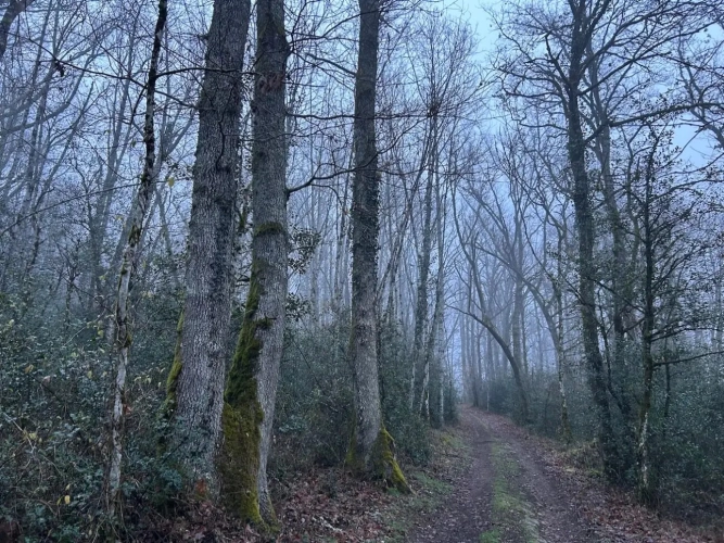Photos 3 - Forestière - 82ha de forêt mixte à valoriser