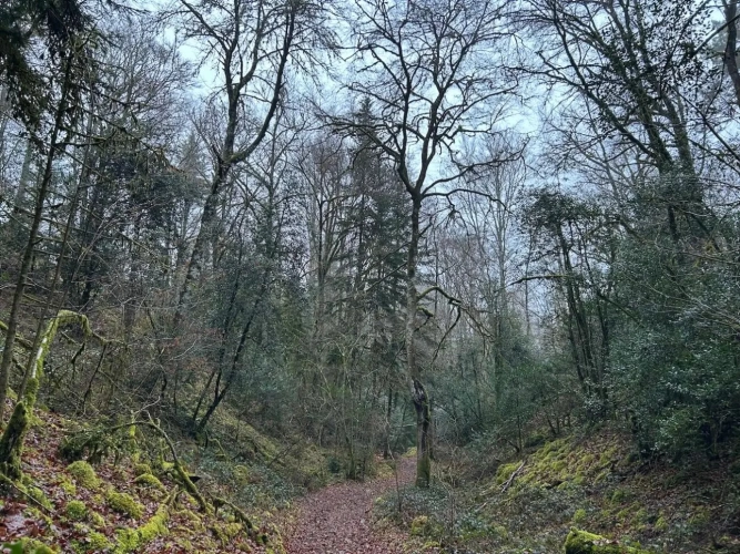 Photos 4 - Forestière - 82ha de forêt mixte à valoriser
