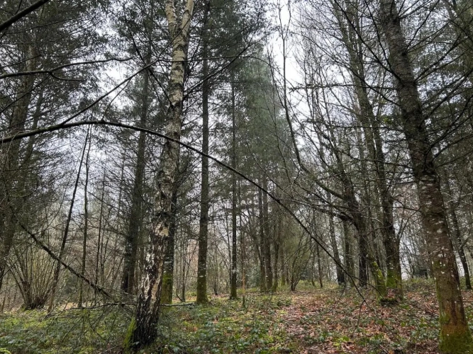 Photos 5 - Forestière - 82ha de forêt mixte à valoriser