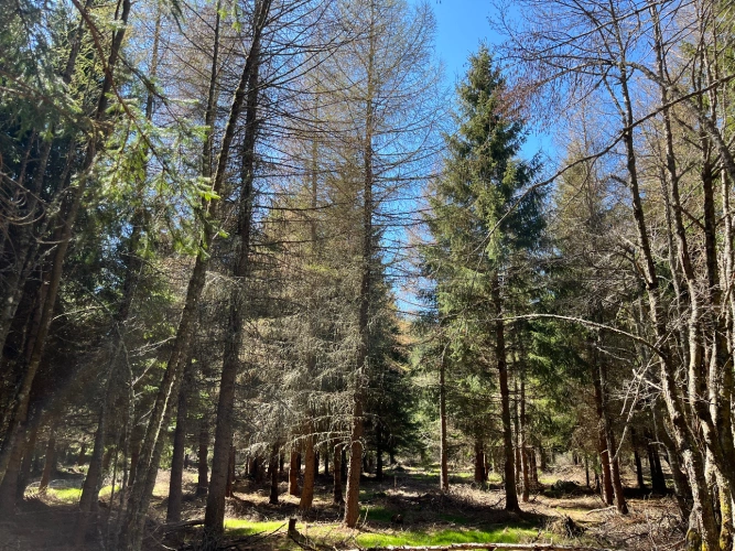 Photos 1 - Forestière - Forêt de production résineuse dans le Massif central