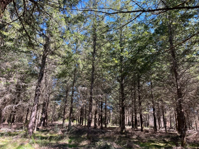 Photos 2 - Forestière - Forêt de production résineuse dans le Massif central