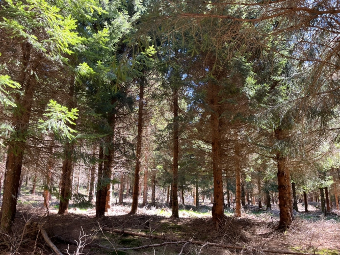 Photos 3 - Forestière - Forêt de production résineuse dans le Massif central