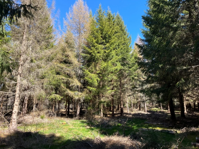 Photos 4 - Forestière - Forêt de production résineuse dans le Massif central