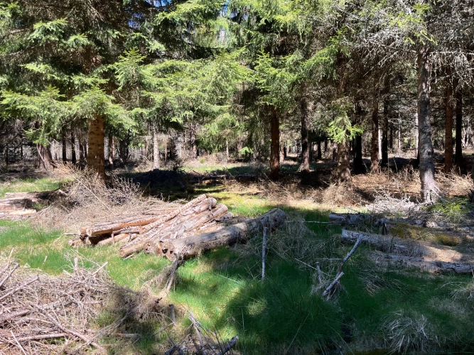 Photos 5 - Forestière - Forêt de production résineuse dans le Massif central