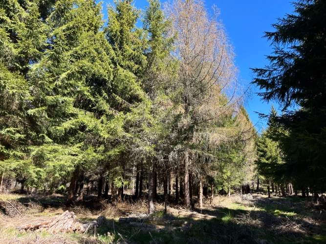 Photos 6 - Forestière - Forêt de production résineuse dans le Massif central