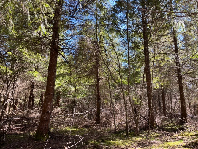 Photos 7 - Forestière - Forêt de production résineuse dans le Massif central