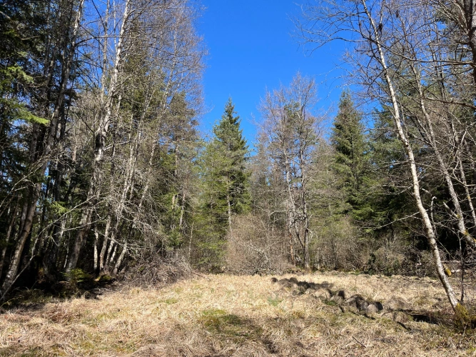Photos 8 - Forestière - Forêt de production résineuse dans le Massif central
