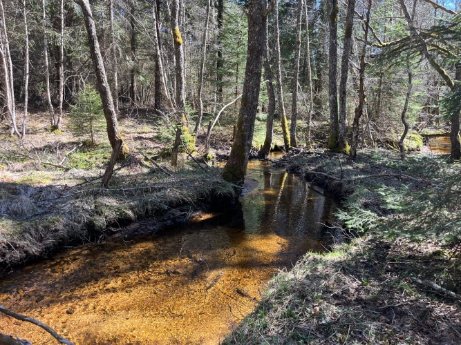 Photos 9 - Forestière - Forêt de production résineuse dans le Massif central