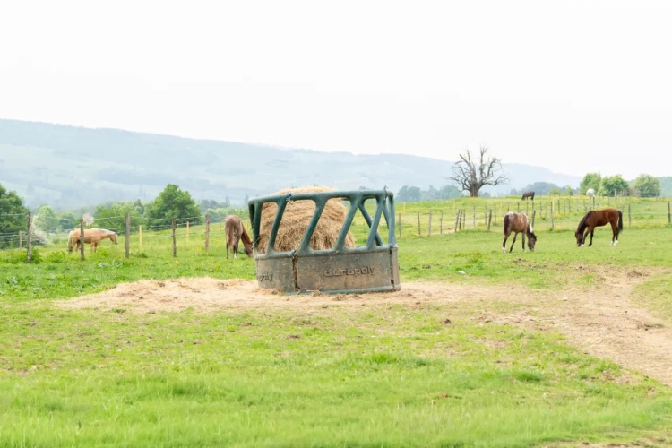 Photos 13 - Équestre - Ecurie d'élevage et de valorisation de chevaux et poneys