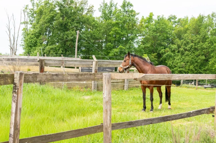 Photos 14 - Équestre - Ecurie d'élevage et de valorisation de chevaux et poneys