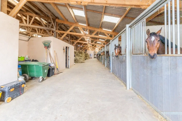 Photos 7 - Équestre - Ecurie d'élevage et de valorisation de chevaux et poneys